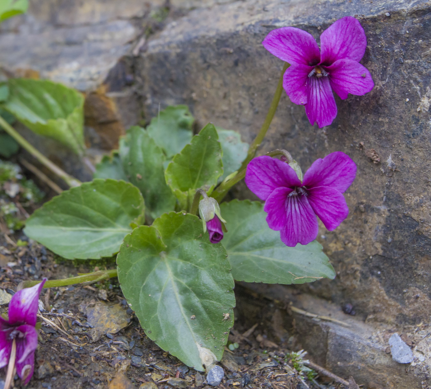 Изображение особи Viola somchetica.