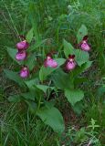 Cypripedium × ventricosum. Цветущие растения. Республика Алтай, Шебалинский р-н, окр. с. Камлак, правый борт долины р. Сема, надпойменная терраса, сосновый лес. 11.06.2017.