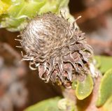 Leucospermum cordifolium