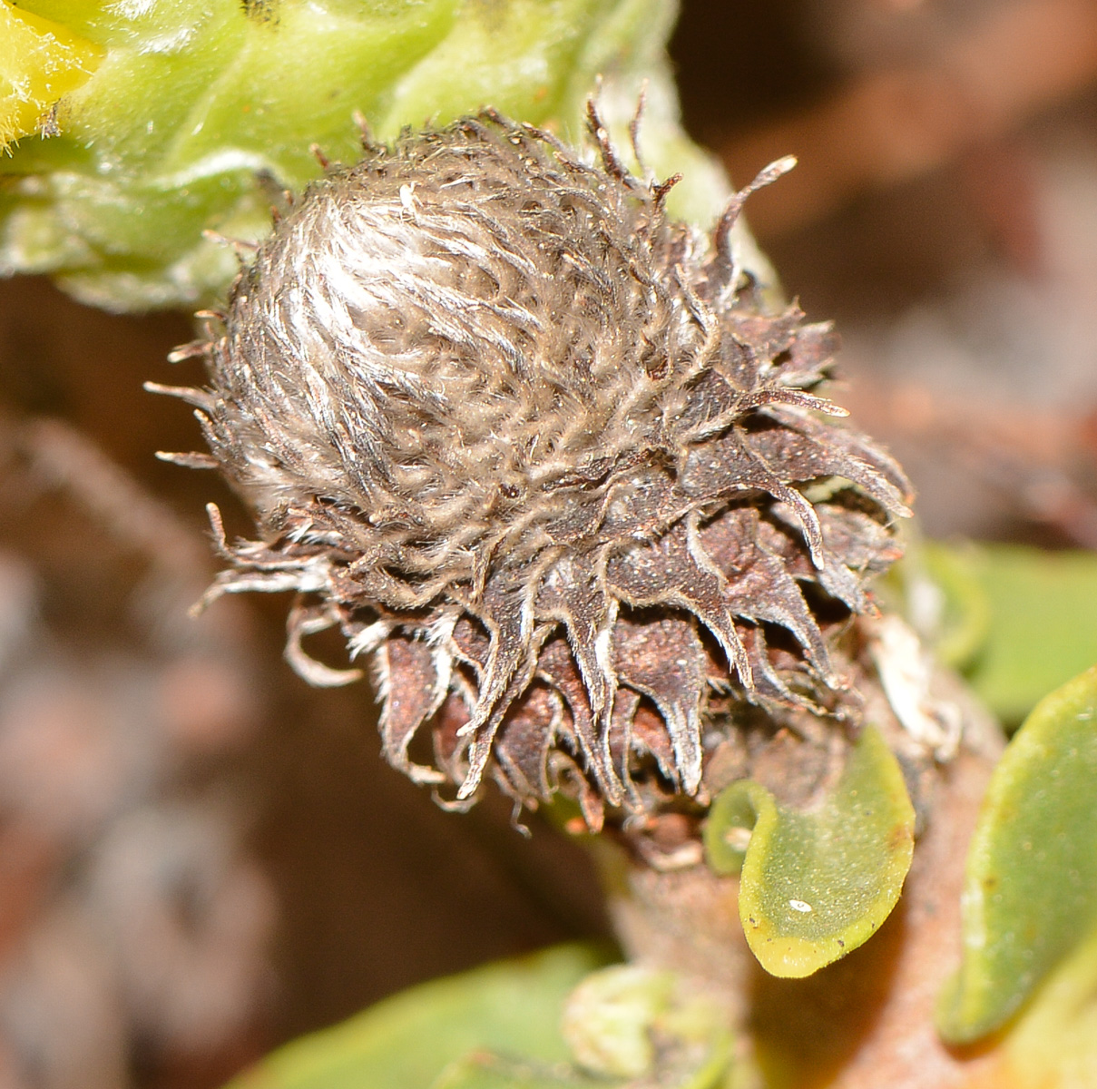 Image of Leucospermum cordifolium specimen.