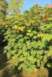 Hibiscus mutabilis. Цветущее растение. Краснодарский край, Черноморское побережье Кавказа, г. Сочи, Дендрарий, в культуре. 27 октября 2017 г.