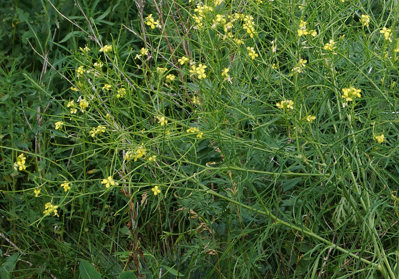 Image of Sisymbrium altissimum specimen.