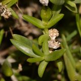 Delosperma luteum. Верхушка веточки с созревающим и сухими плодами. Израиль, Шарон, г. Тель-Авив, ботанический сад университета, в культуре. 02.10.2017.