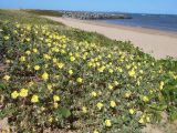 Oenothera drummondii. Цветущие растения. Австралия, г. Редклифф (окрестности Брисбена), пляж. 24.12.2017.