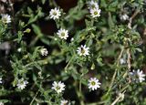 Stellaria dichotoma