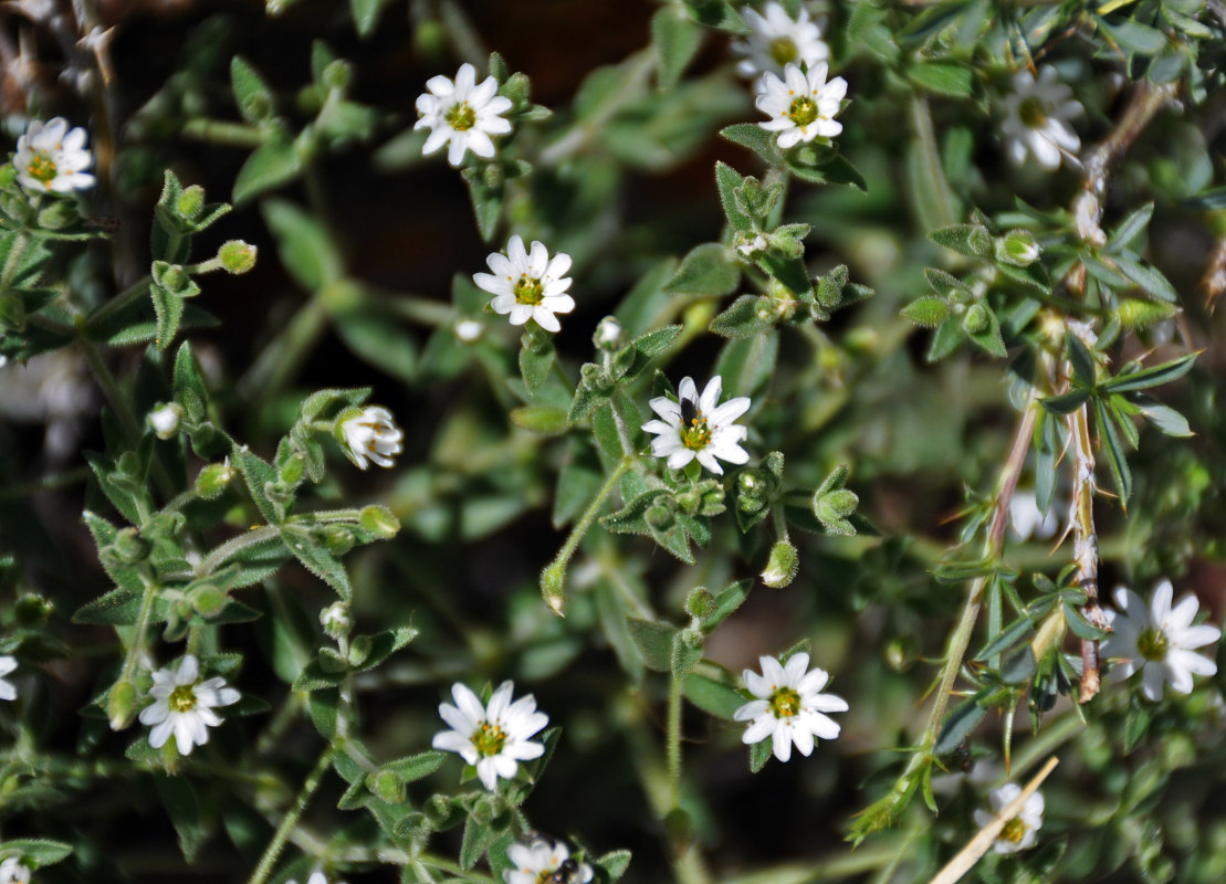 Image of Stellaria dichotoma specimen.