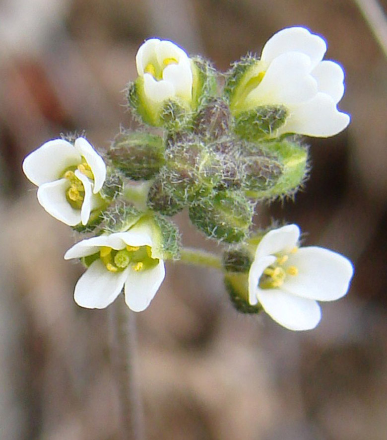 Изображение особи род Draba.