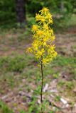 Solidago virgaurea