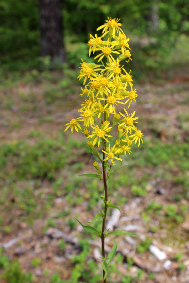 Image of Solidago virgaurea specimen.