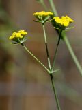 Bupleurum kakiskalae