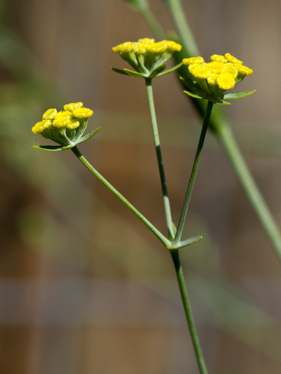 Image of Bupleurum kakiskalae specimen.