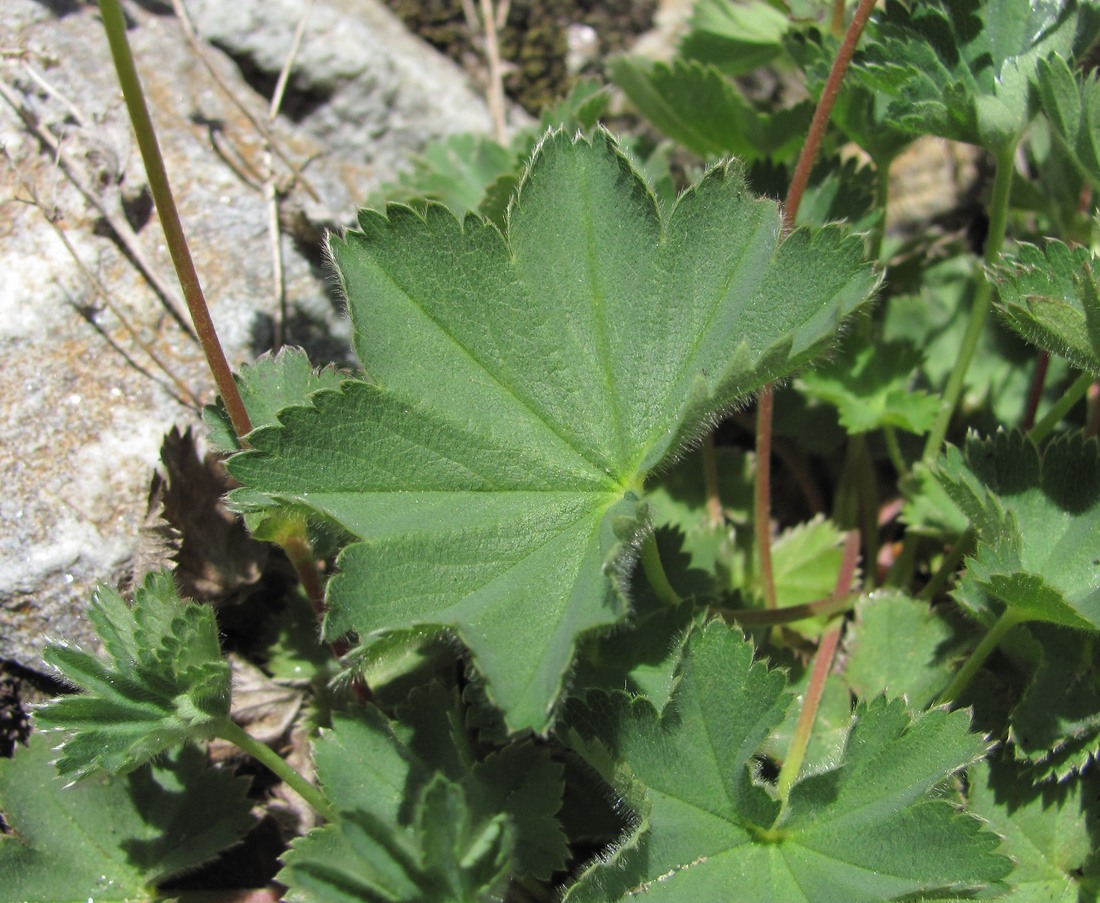 Изображение особи род Alchemilla.