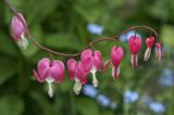 Dicentra spectabilis. Соцветие. Пермский край, г. Пермь, Кировский р-н, дер. Оборино, кооператив \"Якорь\", приусадебный участок. 18.06.2017.