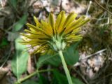 Taraxacum ussuriense