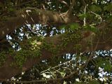 Ficus congesta