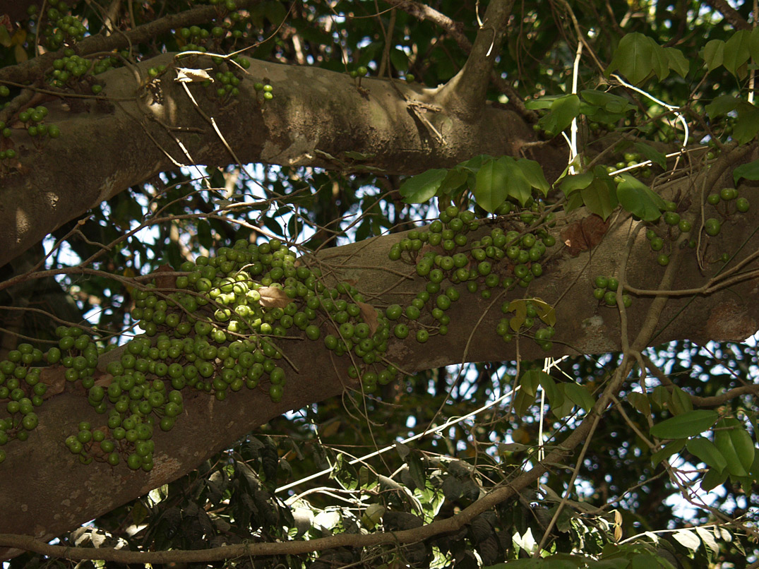 Image of Ficus congesta specimen.