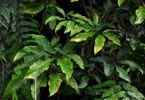 Syngonium podophyllum