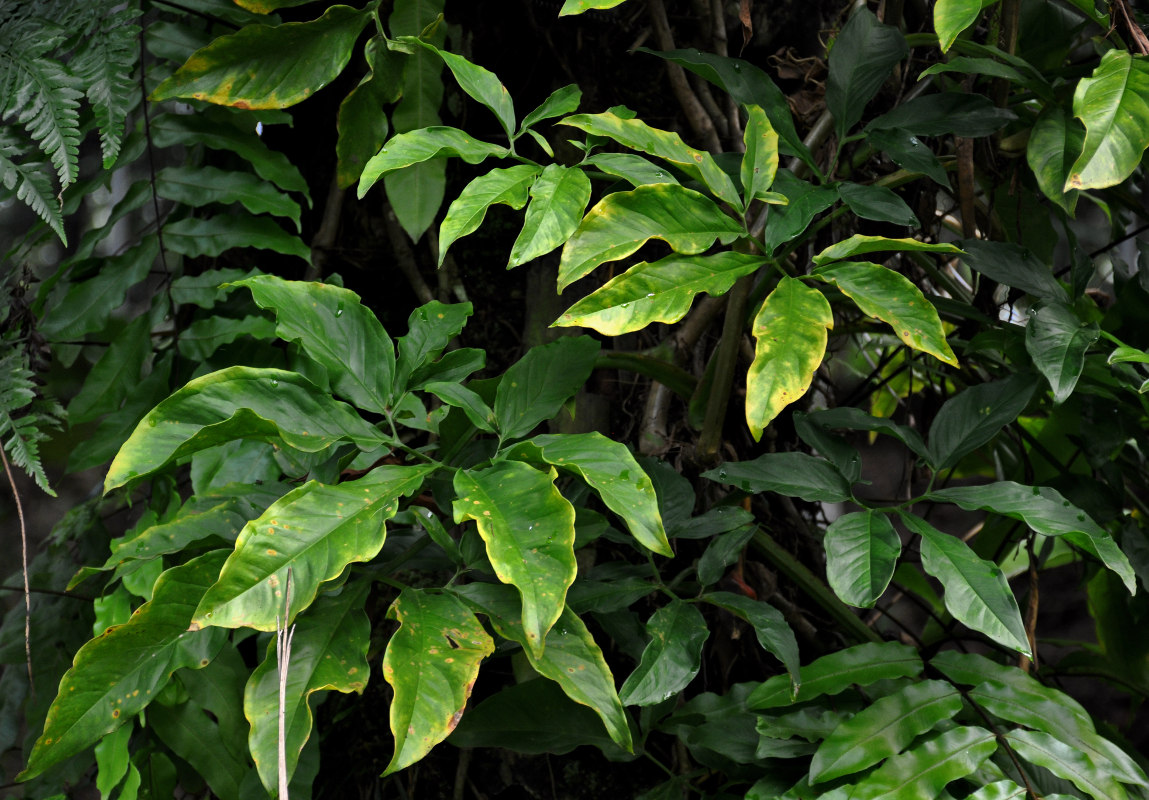 Изображение особи Syngonium podophyllum.