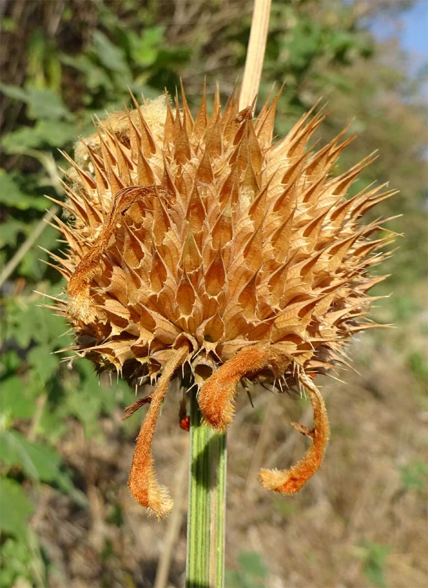 Изображение особи Leonotis nepetifolia.