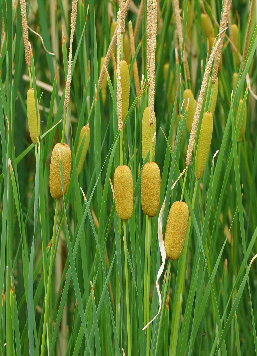 Изображение особи Typha laxmannii.