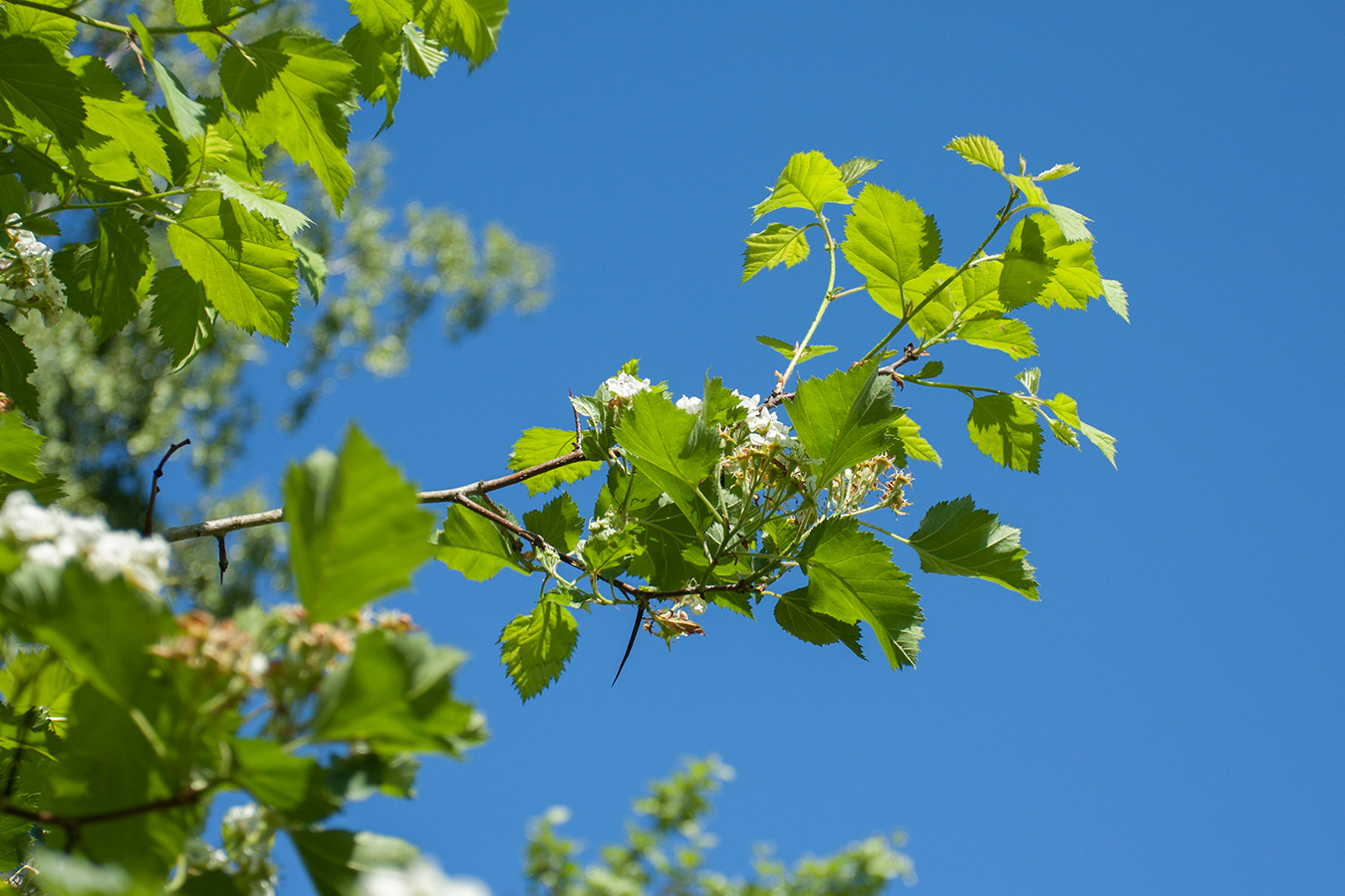 Image of Crataegus submollis specimen.