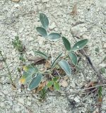 Hedysarum candidum