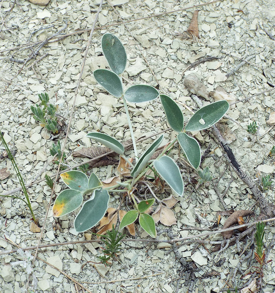 Image of Hedysarum candidum specimen.