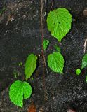 Begonia sinuata. Вегетирующие растения на скале (вертикально висящий побег в середине принадлежит другому растению). Таиланд, национальный парк Си Пханг-нга, влажный тропический лес. 20.06.2013.