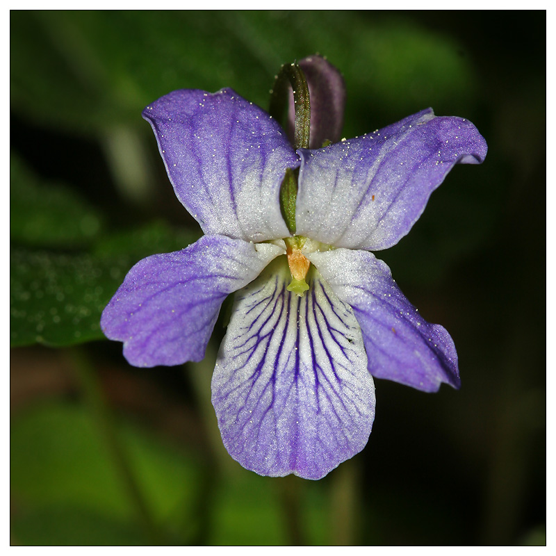 Image of Viola selkirkii specimen.