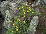 Dasiphora fruticosa. Цветущее растение в сообществе с Rhododendron camtschaticum (розовые цветки). Магаданская обл., Ольский р-н, р. Нижний Омчик, склон сопки поросший Pinus pumila, курумник. 29.06.2013.