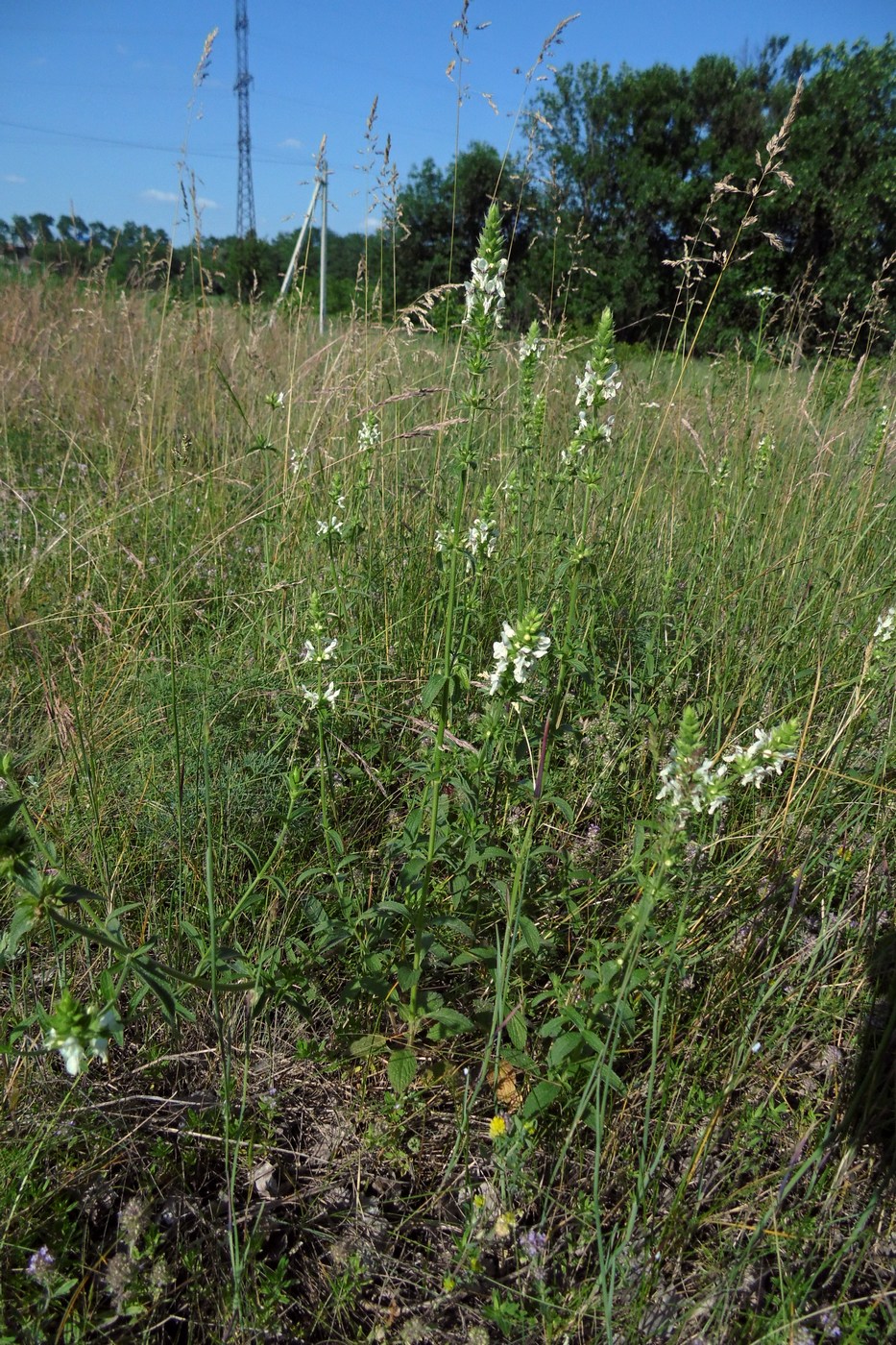 Изображение особи Stachys recta.