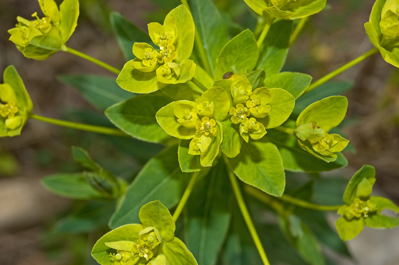 Изображение особи Euphorbia semivillosa.