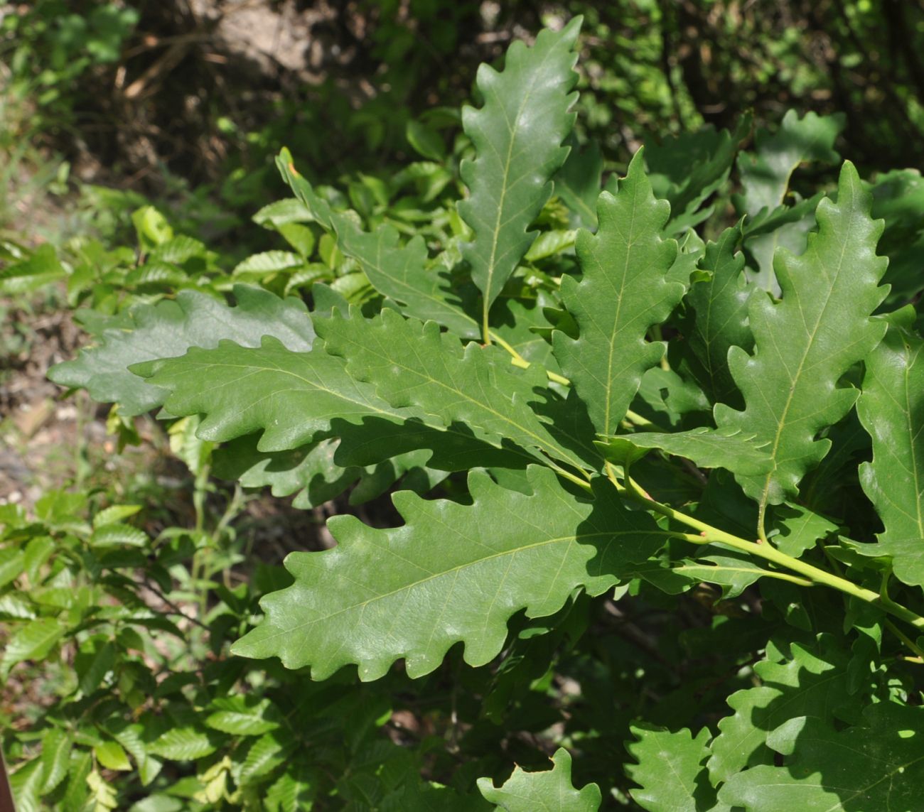 Изображение особи род Quercus.