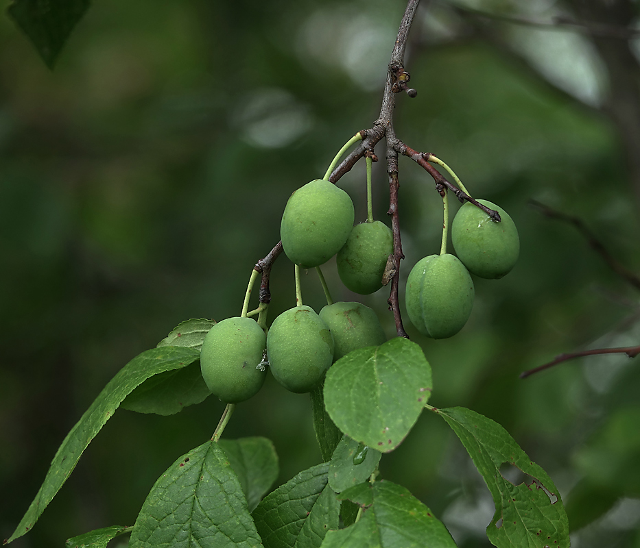 Изображение особи Prunus domestica.