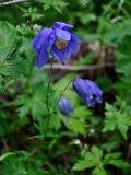 Aquilegia glandulosa. Верхушка побега с цветком и бутоном. Алтай, Катунский хребет, берег оз. Нижнее Мультинское, ≈ 1600 м н.у.м., опушка хвойного леса на берегу озера. 30.06.2018.