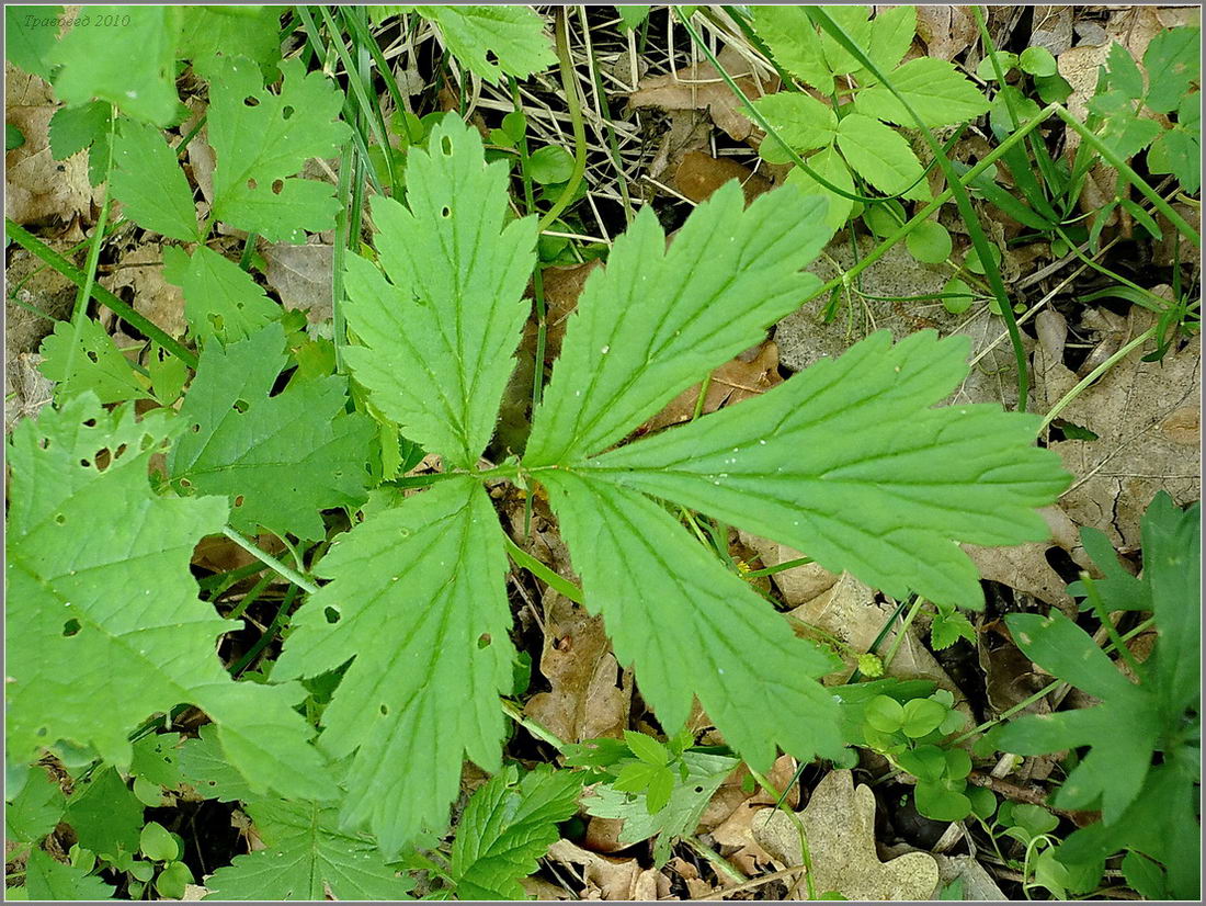 Image of Geum &times; intermedium specimen.