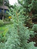 Chamaecyparis pisifera