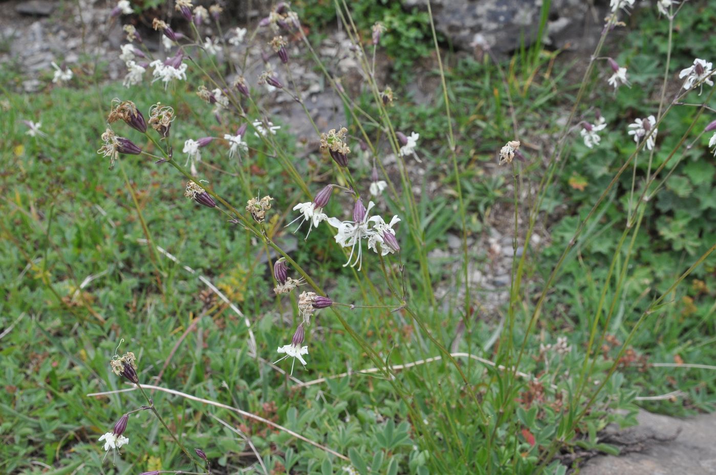 Изображение особи Silene saxatilis.