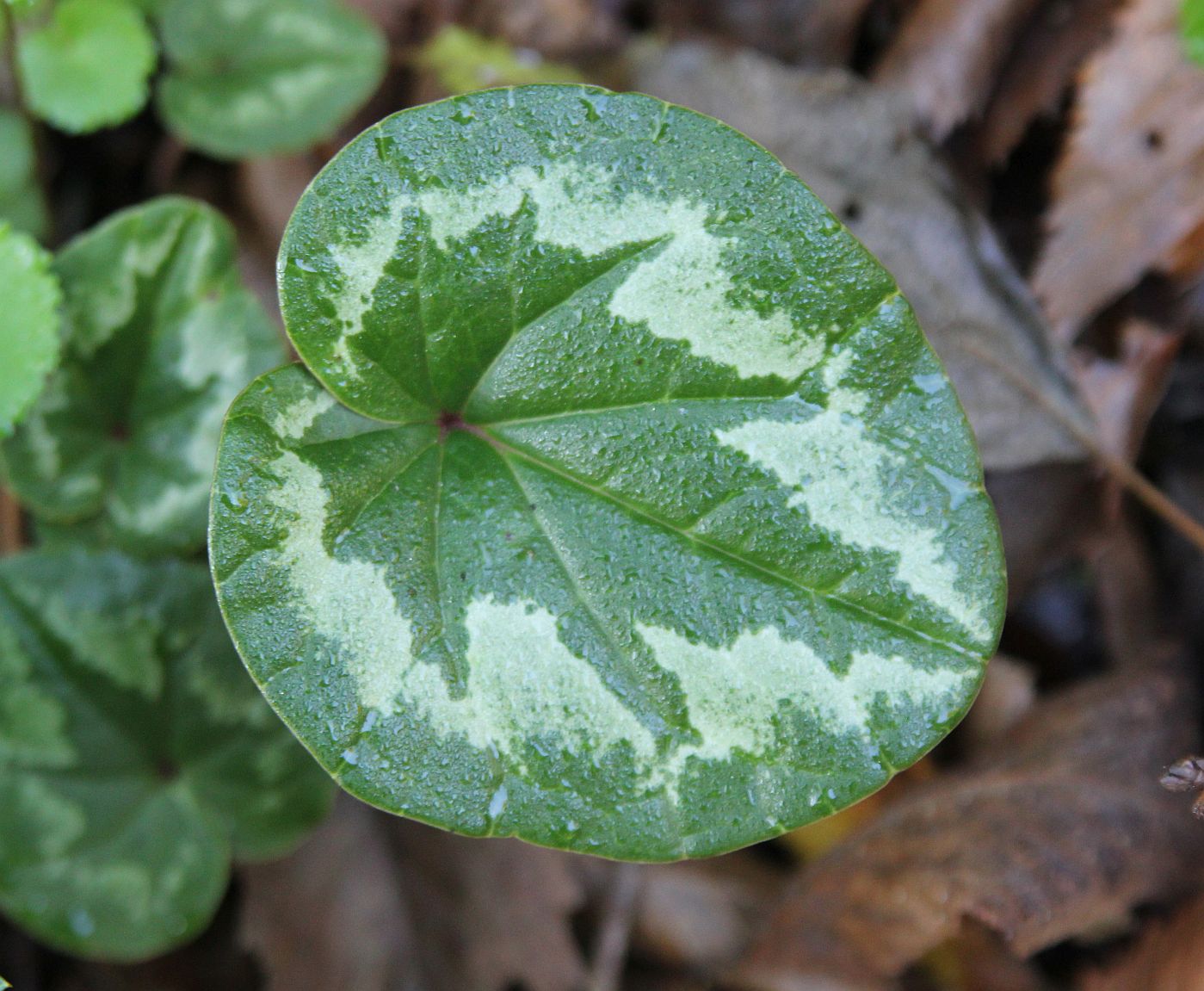 Image of Cyclamen vernum specimen.