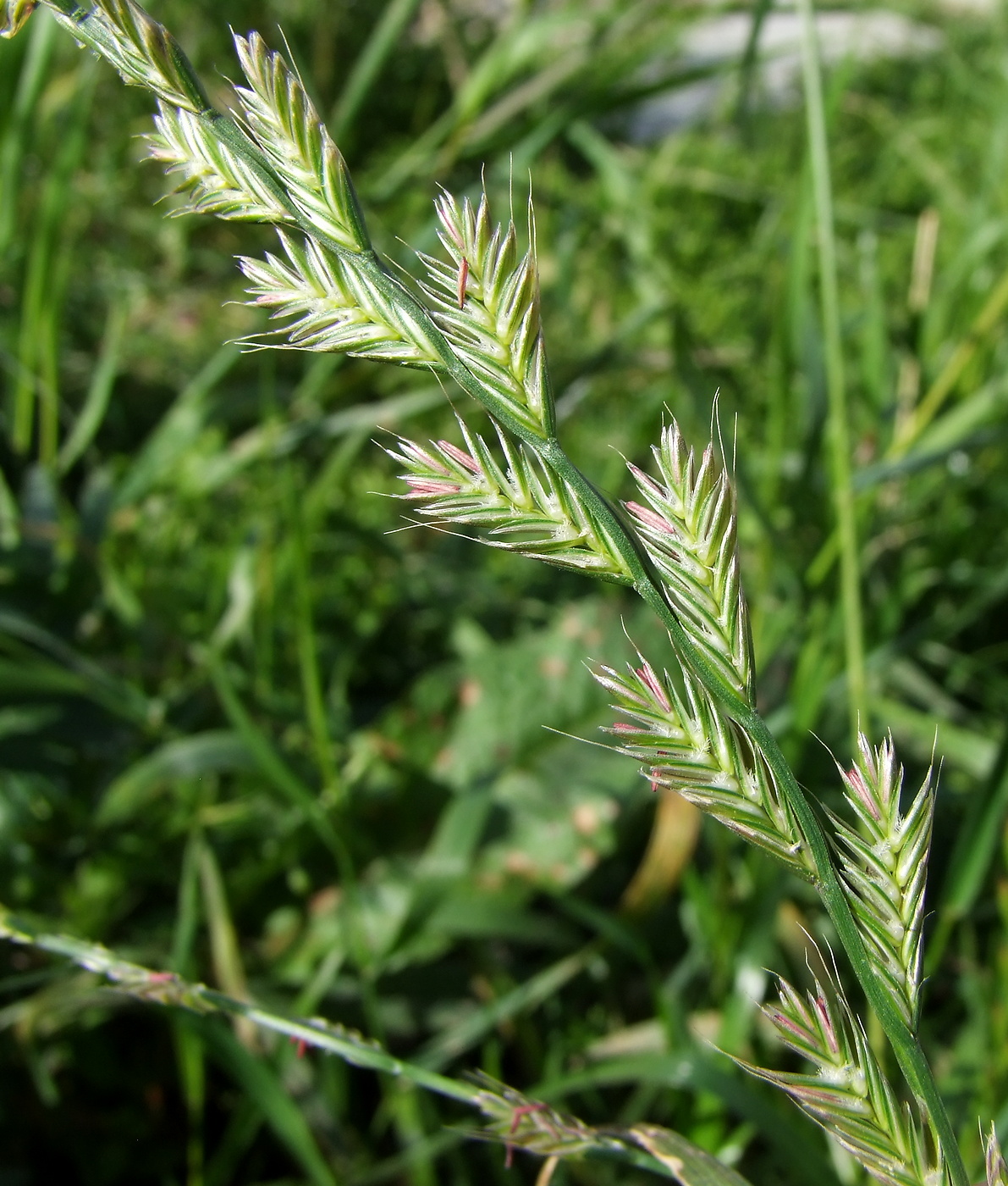 Image of Lolium multiflorum specimen.