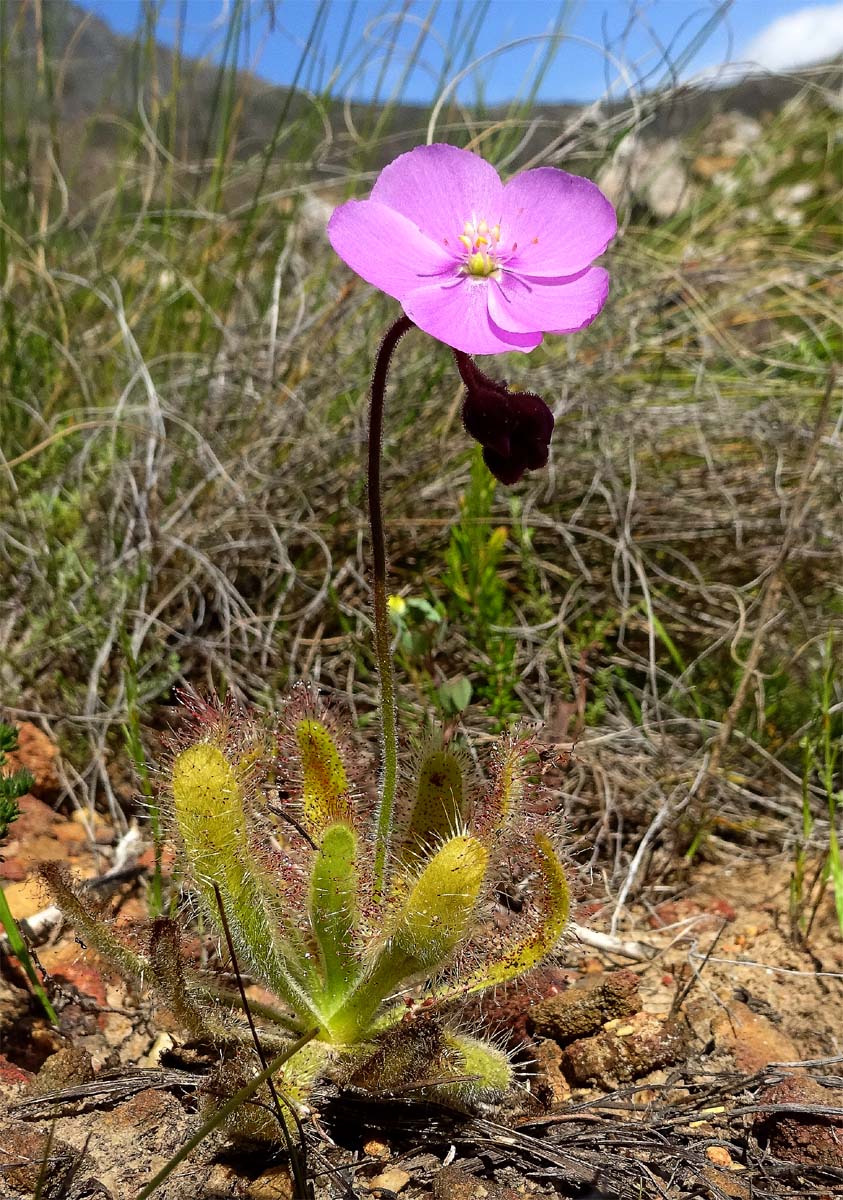 Image of Drosera hilaris specimen.