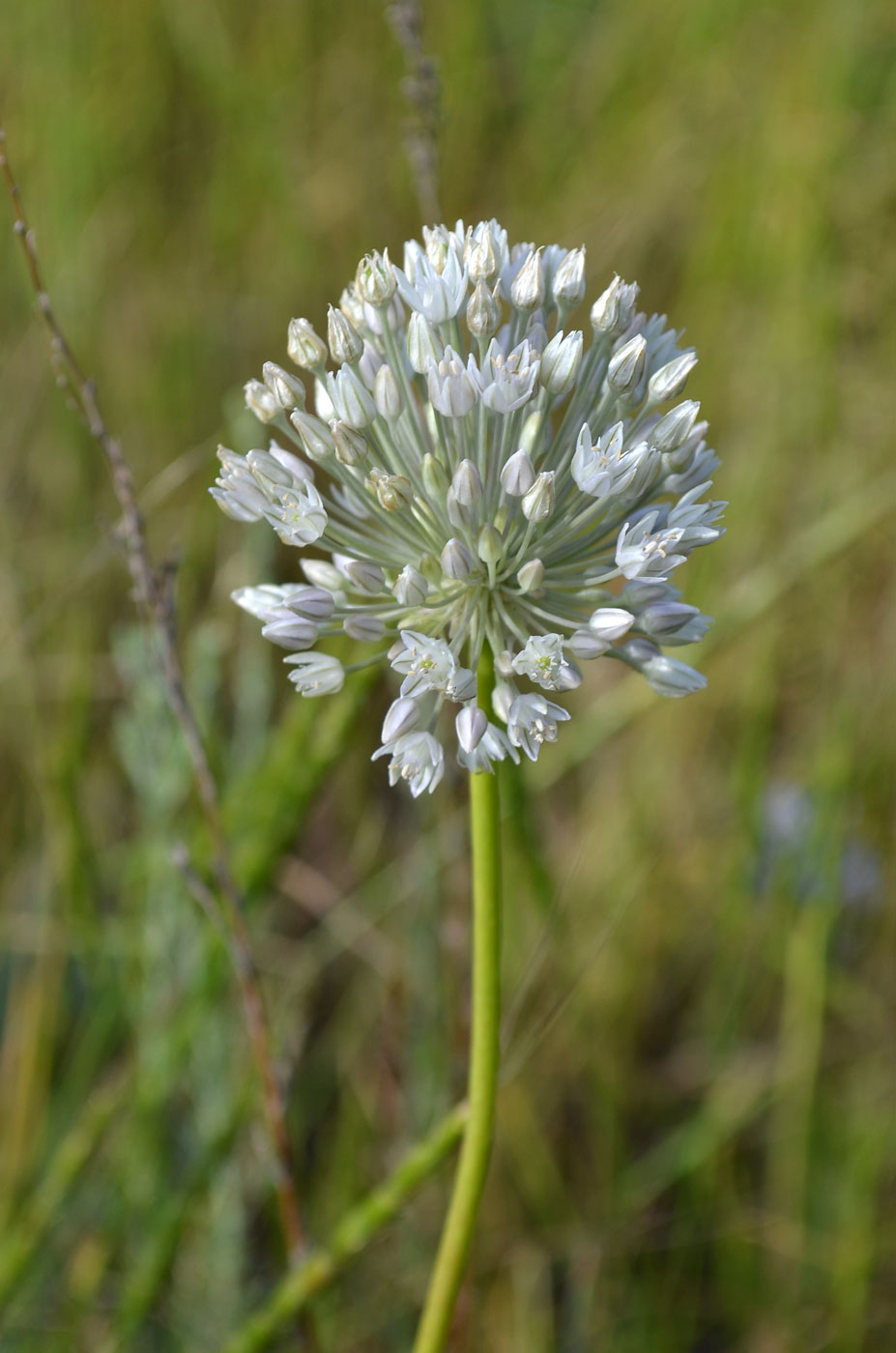 Изображение особи Allium caesium.