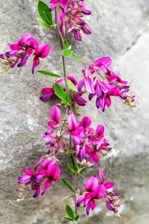 Изображение особи Lespedeza thunbergii.