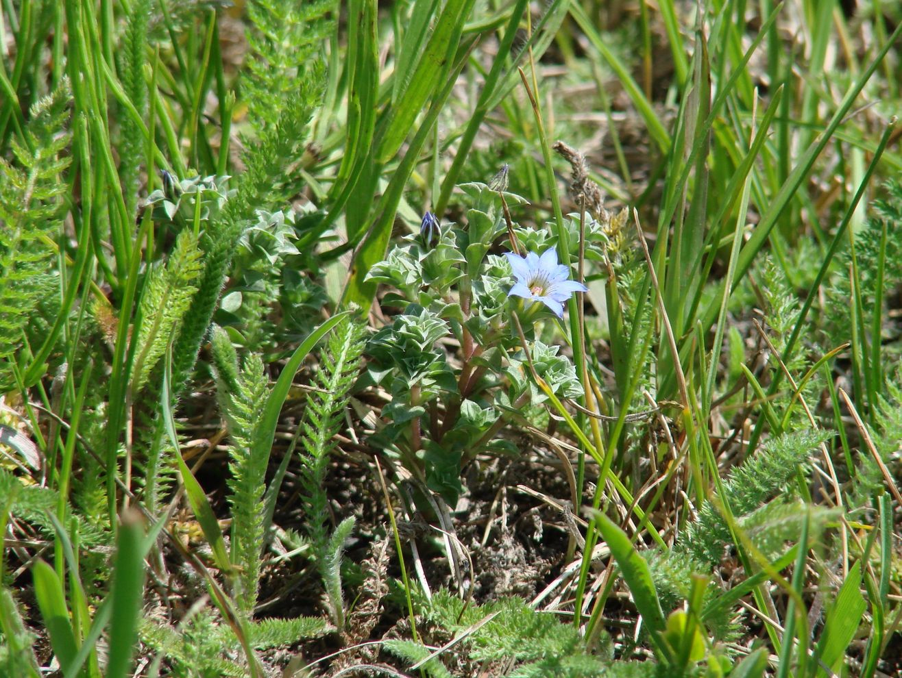 Изображение особи Gentiana squarrosa.