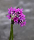 Primula nivalis