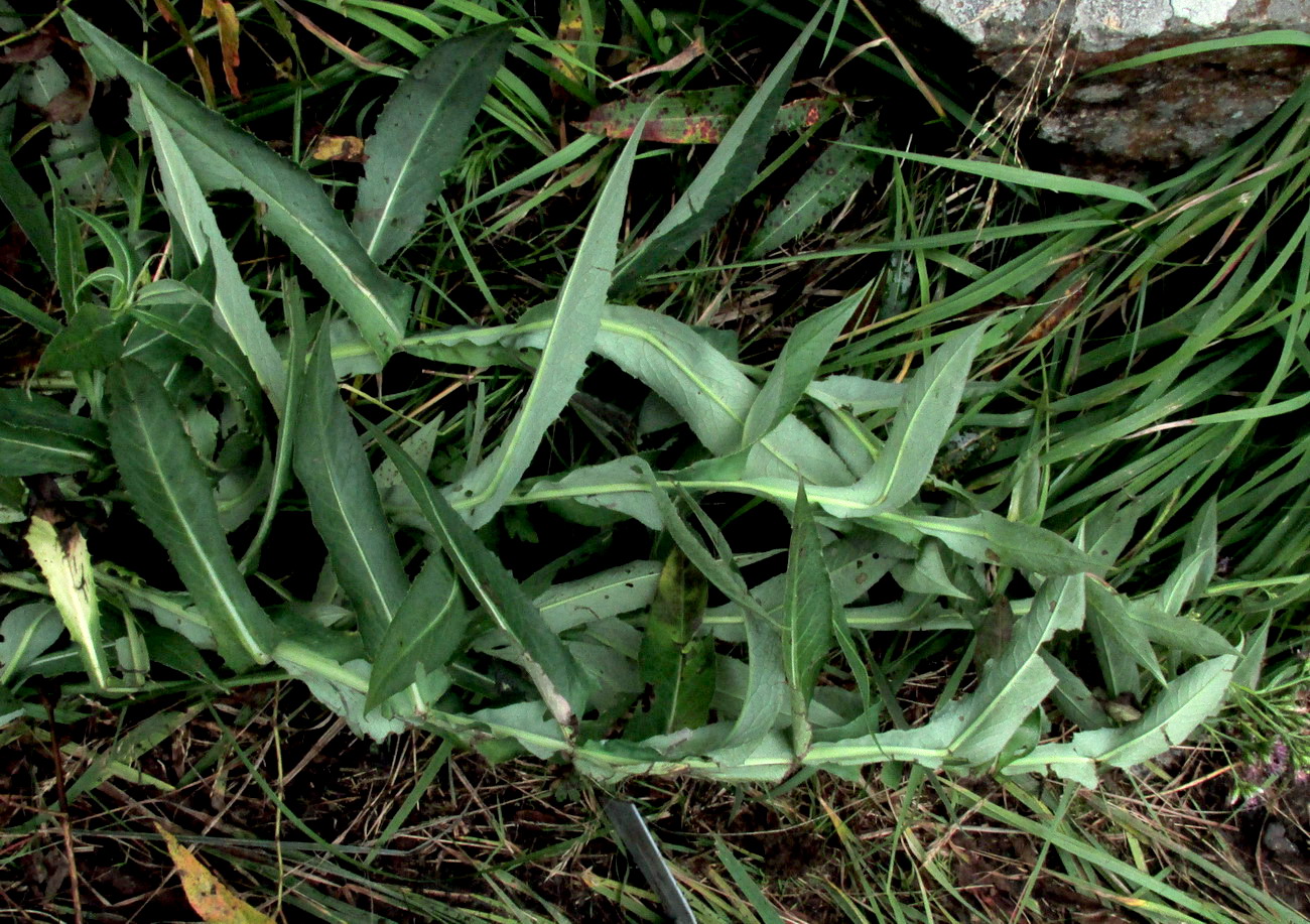 Image of Saussurea schweingruberi specimen.