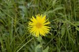 Inula britannica