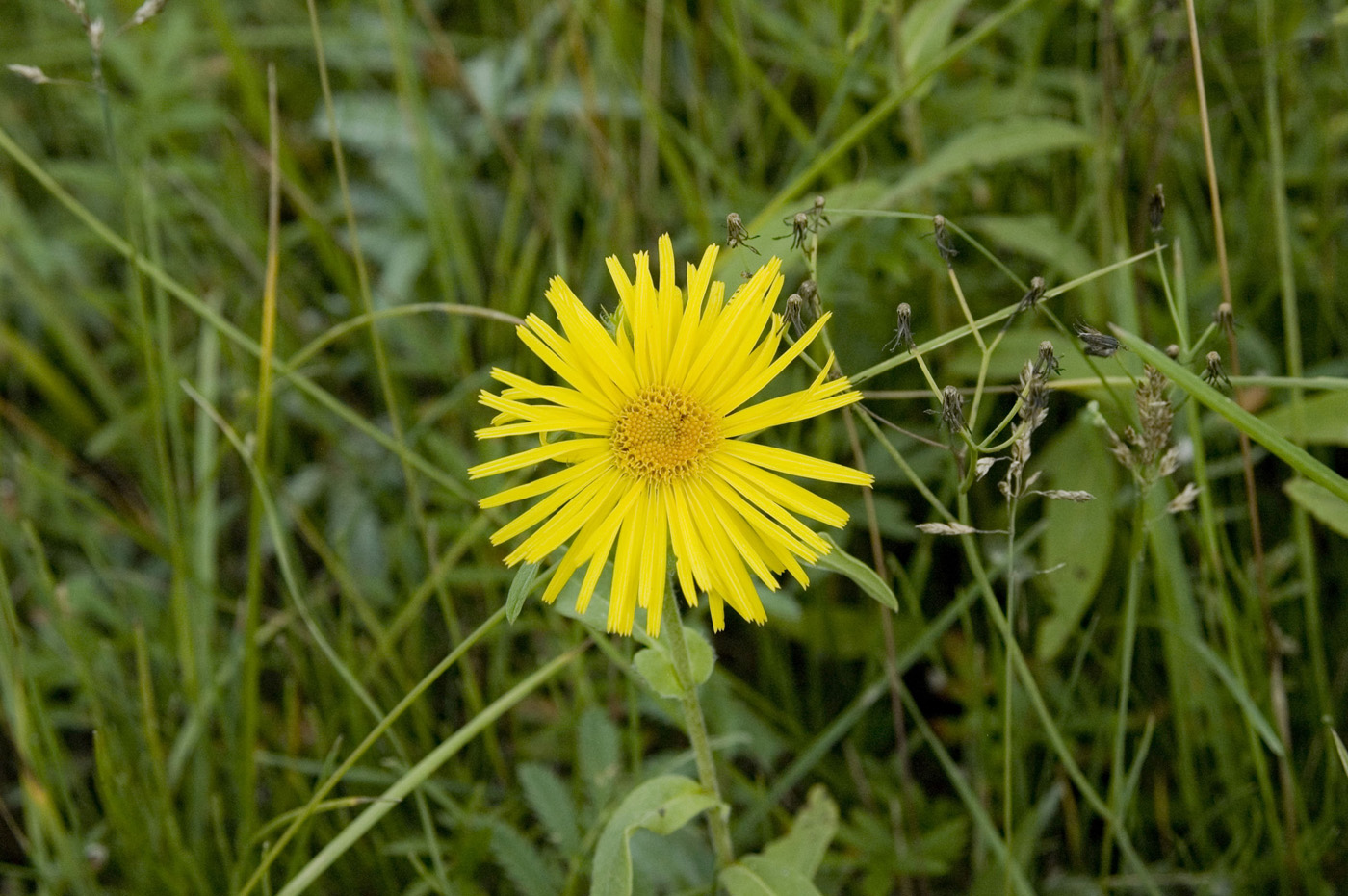 Изображение особи Inula britannica.