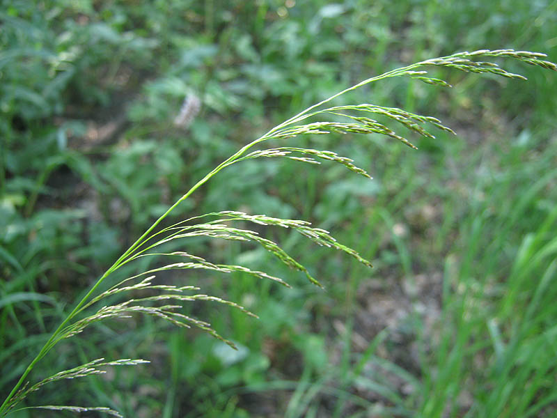 Изображение особи Deschampsia cespitosa.