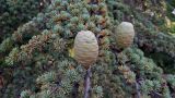 Cedrus libani